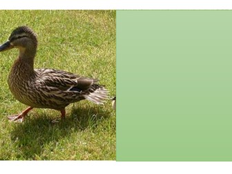 A starter activity for the topic of animals and their young