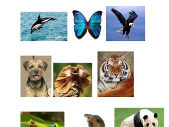 Classification of animals into vertebrates and invertebrates