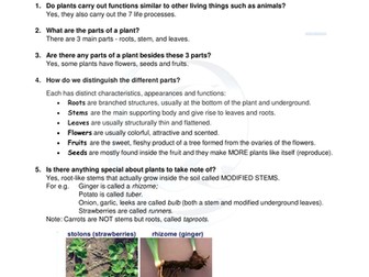 Year 3 Science Parts of Plants
