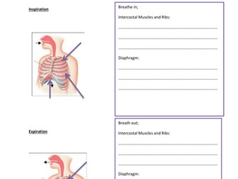 OCR 1-9 GCSE PE respiratory system