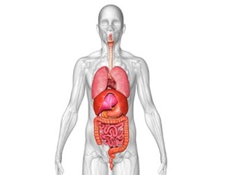Organ Systems