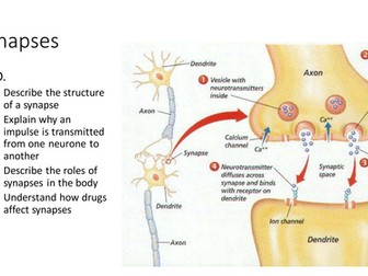 Synapses (new OCR spec)