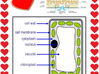 Specialised plant cell speed dating