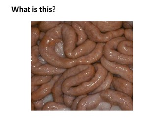 Digestion full lesson plus activity - New KS3 CURRICULUM