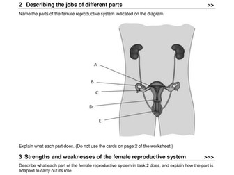Female reproductive system and fertility lesson New KS3