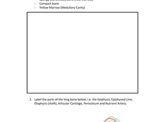 Long Bone Cross Section Worksheet