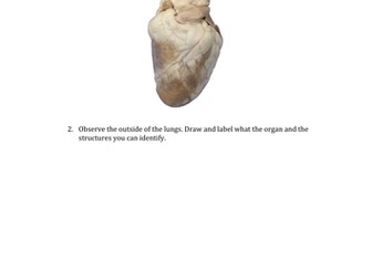 Heart and lung dissection worksheet