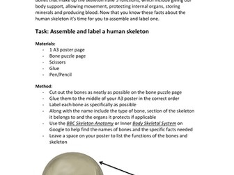 Assembling a human skeleton activity