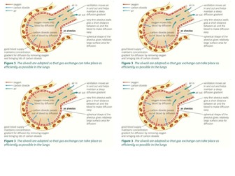 B4.5 - Breathing and Gas Exchange