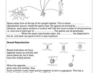 Reproduction in spore forming fungi for new AQA biology GCSE