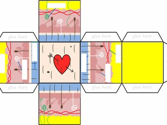 Human Skin Layers 3D Cube Model | KS3 GCSE Biology Activity