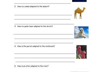 Animal Adaptation Year 2 Lesson