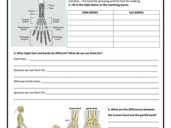 Pentadactyl Limb