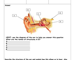 Sound and Hearing Differentiated Assessment