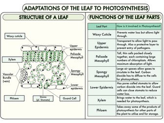 GCSE Plant Biology Worksheet Bundle by beckystoke ...