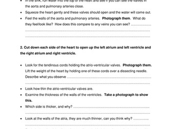 NEW AQA AS Biology Required practical 5 Heart dissection