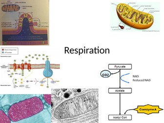 OCR New AS Biology Respiration