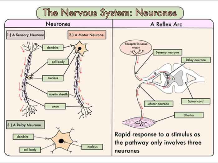 GCSE Biology Bundle On The Nervous System (inc. The Eye) | Teaching ...