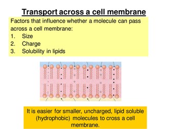 Cell membranes, osmosis, diffusion and facilitated diffusion to AS level pupils