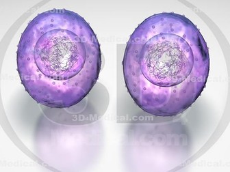 A Level Biology - Cell Cycle (Lesson materials, assessments and lesson plans)