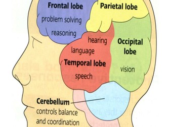 The Structure of the Brain (Part 1 of 2 Edexcel Biology 9-1)