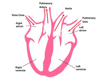 Structure of the Heart