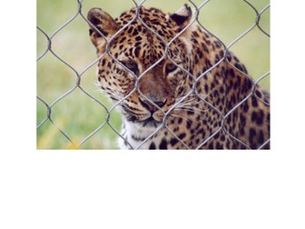 Big Write: Balanced Arguments Zoos Animals Year 6 Year 5