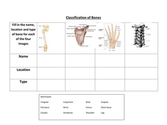 GCSE PE: Classification of Bones Worksheet