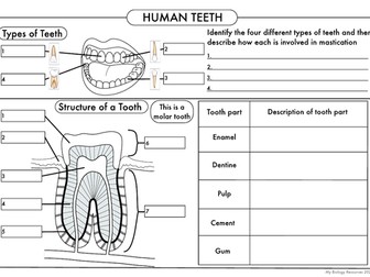 Gcse Digestion, Teeth, Enzymes And Absorption Bundle By Beckystoke 