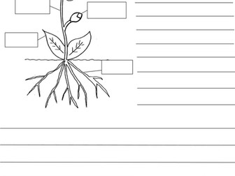 KS1- Differentiated parts of a plant worksheets