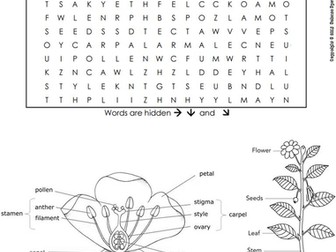 Plant Parts Word Search