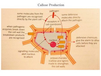 4.1 Communicable Diseases - Lesson 3 - Plant Diseases & Defences - OCR A Level Biology