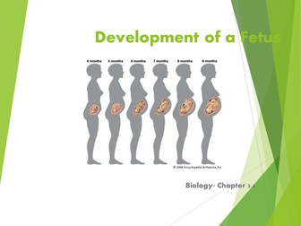 Development of the Fetus