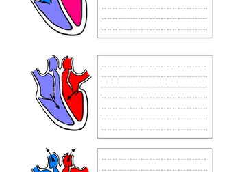 Pathway of Blood and Cardiac Cycle - New AQA GCSE PE