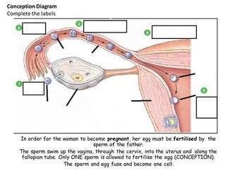 Conception