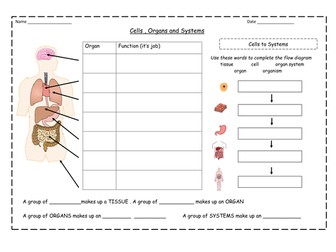 KS3 or KS4 Organs and Cells including homeostasis loop game for whole class revision