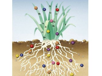 Mineral nutrition in plants