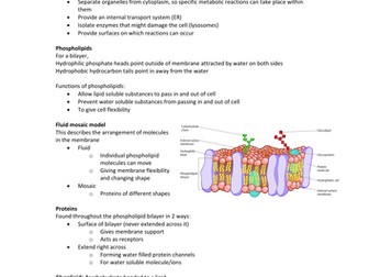 AQA Biology Transport Across Membranes