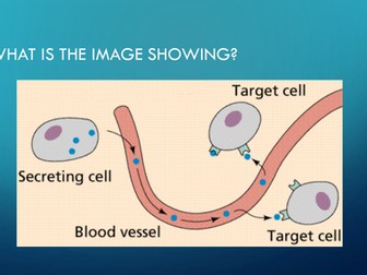 Endocrine System New AQA GCSE Lesson