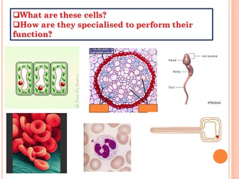 AQA Cell Specialisation