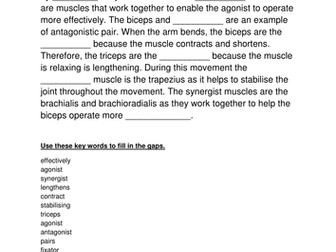 Antagonistic muscle pairs activities