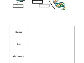 cell, nucleus, gene, dna, chromosomes