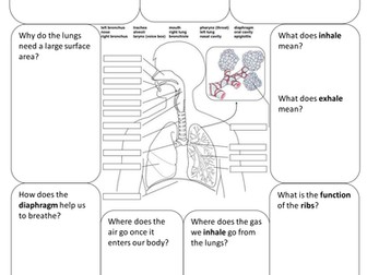 Respiration Research Activity