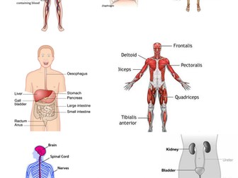 Cut and Match Body systems with function and image