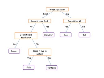 Animal Identification Keys Year 4