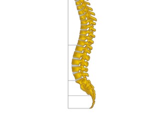 GCSE PE Edexcel NEW SPEC - Classification of Bones
