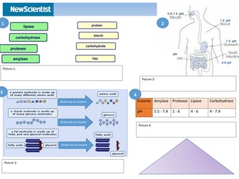 Digestive enzymes and lock and key
