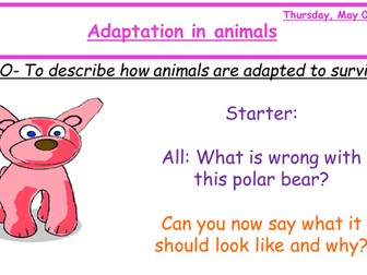 Animal Adaptations Y7 with Peer Assessment