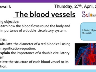 The Blood vessels