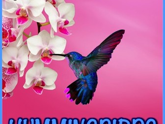 Hummingbirds - PowerPoint and Activities